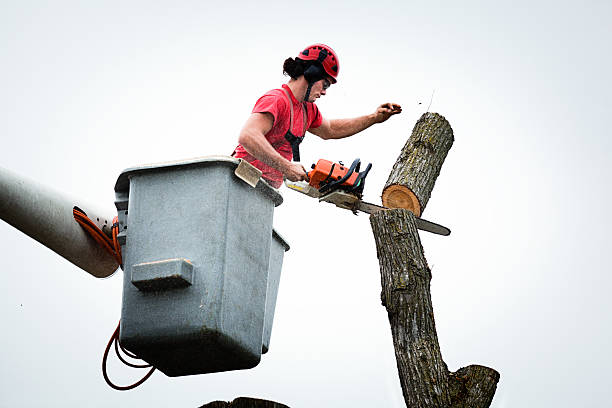 Trusted Universal City, TX Tree Removal Services Experts